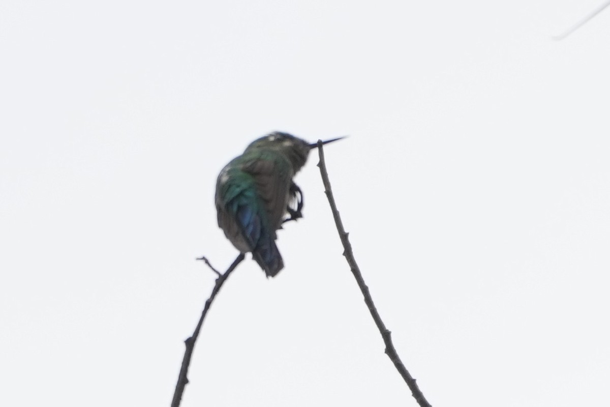 Long-tailed Sylph - ML643634235
