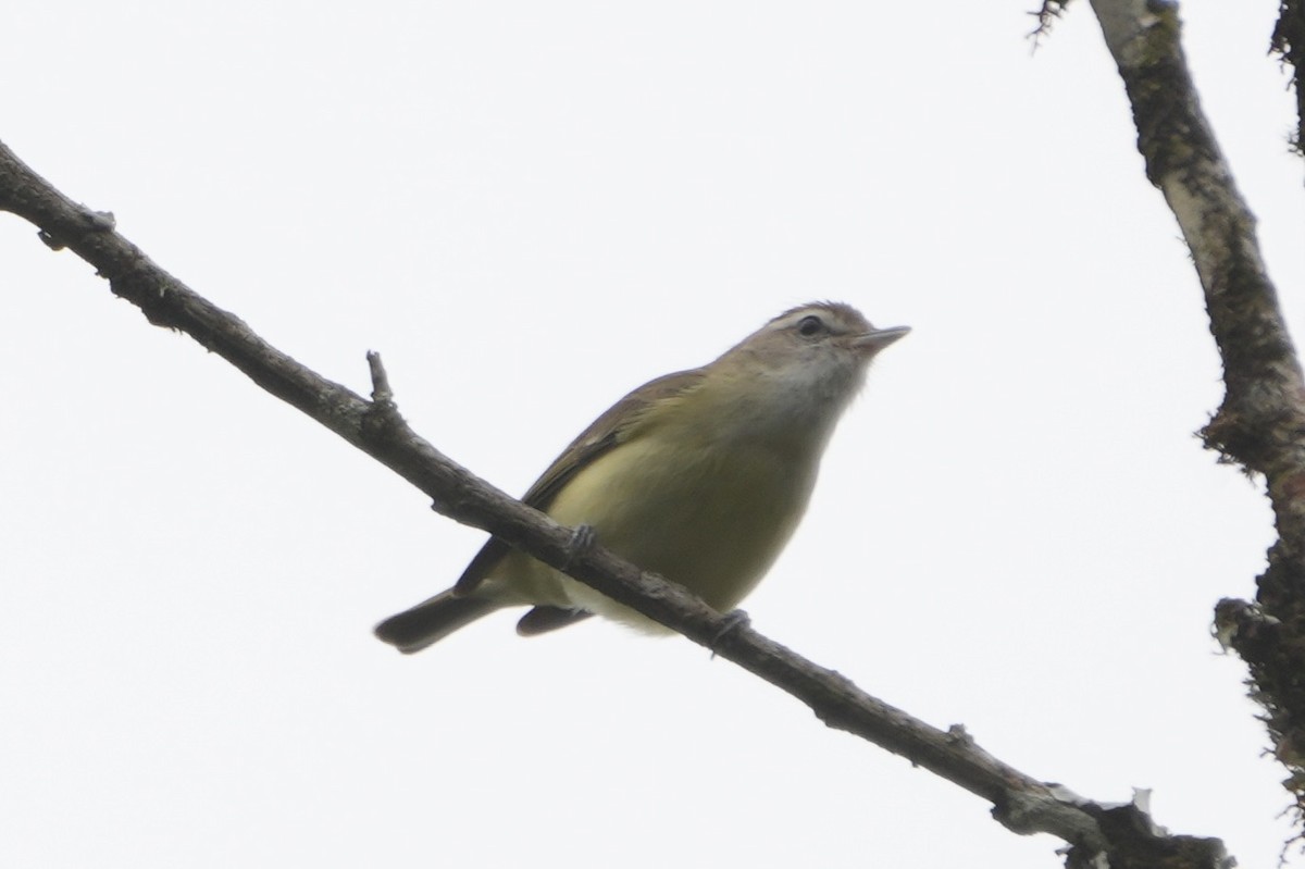 Brown-capped Vireo - ML643634238