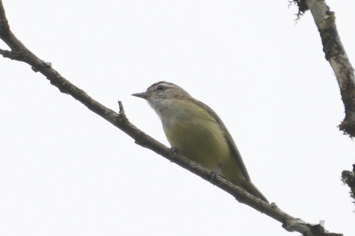 Brown-capped Vireo - ML643634239
