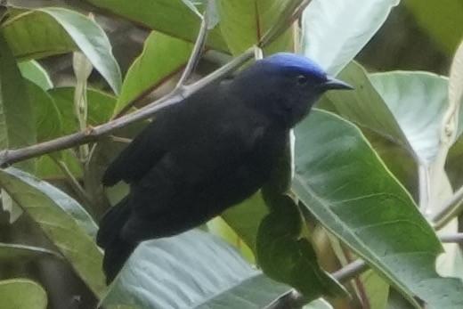 ボウシマルハシミツドリ - ML643634249