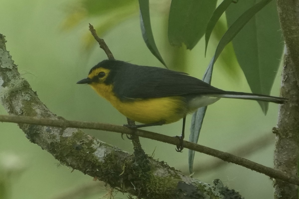 Spectacled Redstart - ML643634250