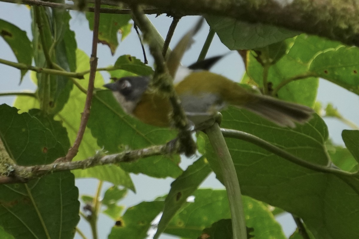 Common Chlorospingus (Northern Bolivia) - ML643634252