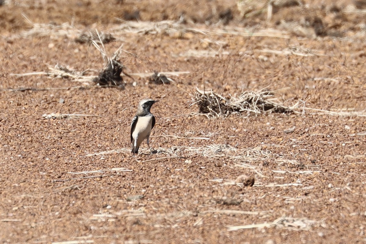 Pied Wheatear - ML643634257