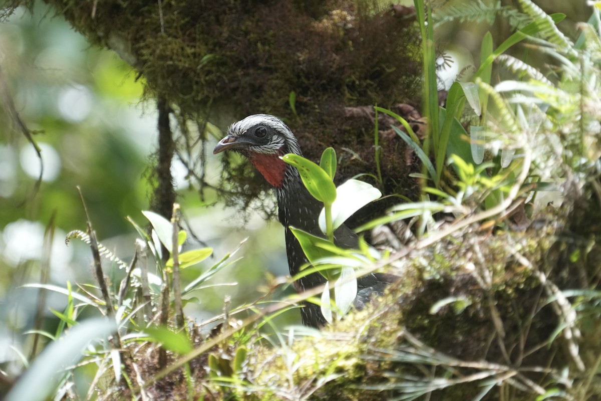 Andean Guan - ML643634275
