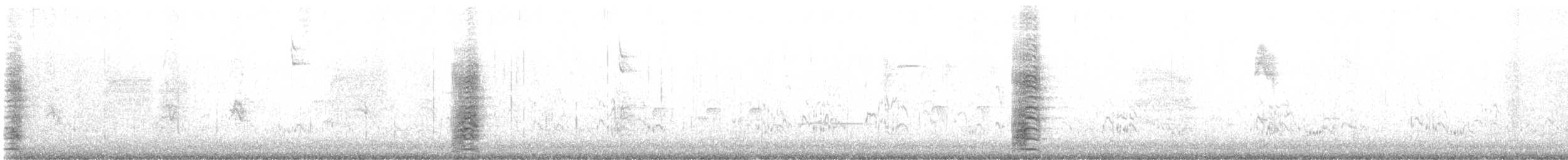 Koartza hauskara amerikarra - ML643634278