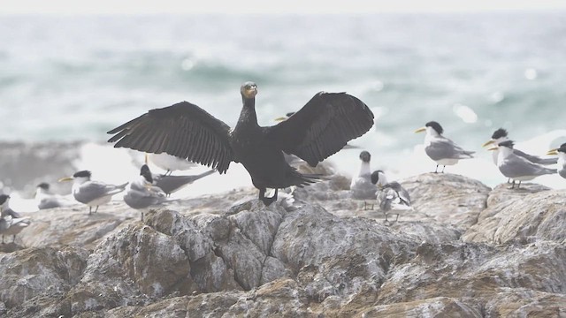 Great Cormorant - ML643634281