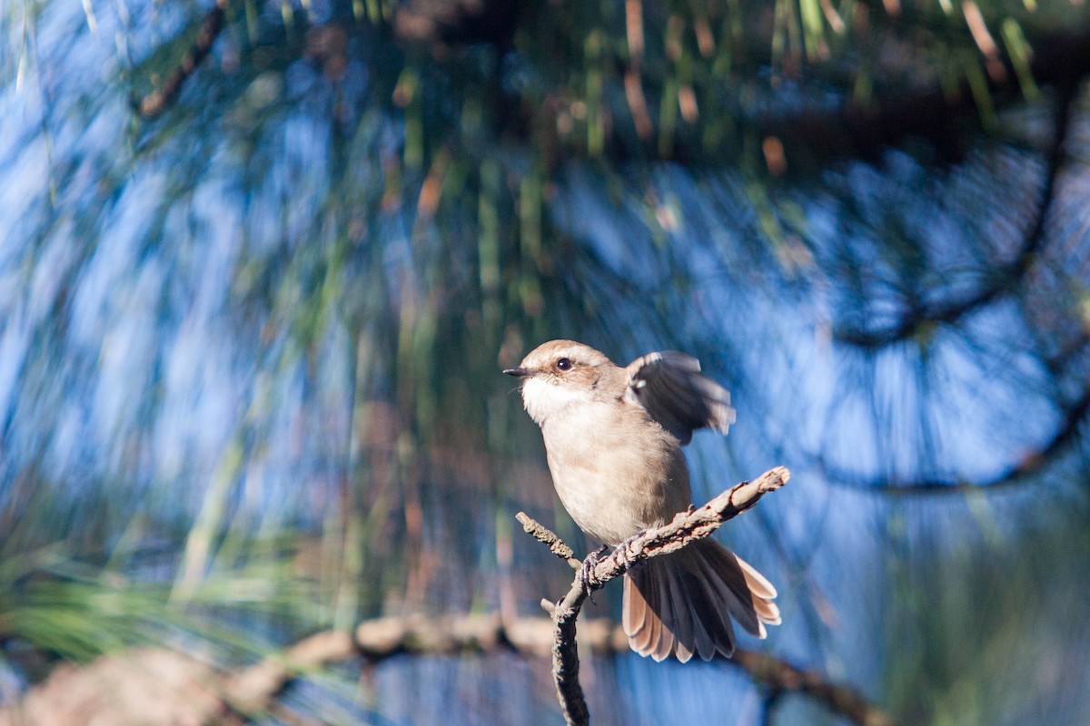 Gray Bushchat - ML643634283