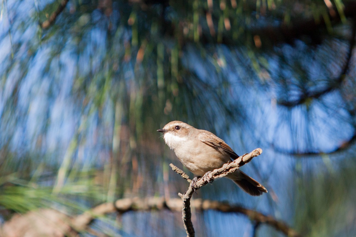 Gray Bushchat - ML643634284