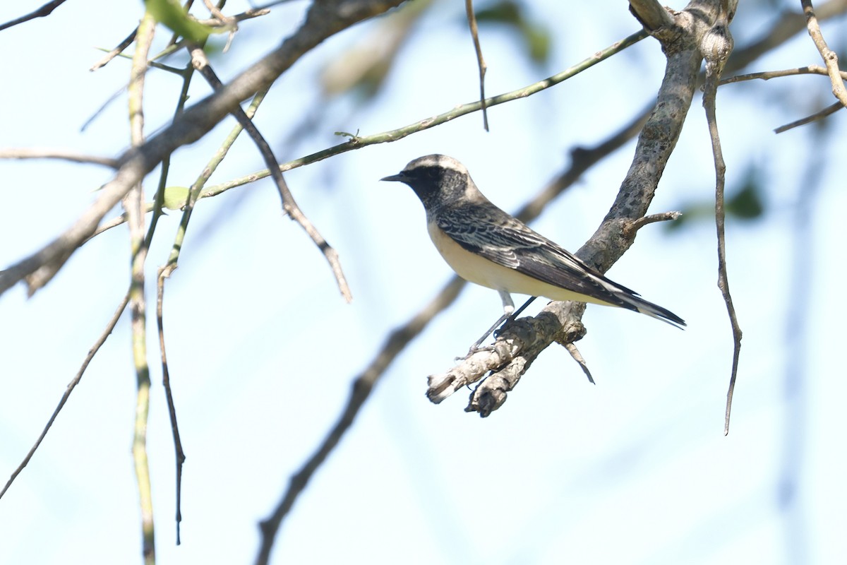 Pied Wheatear - ML643634302