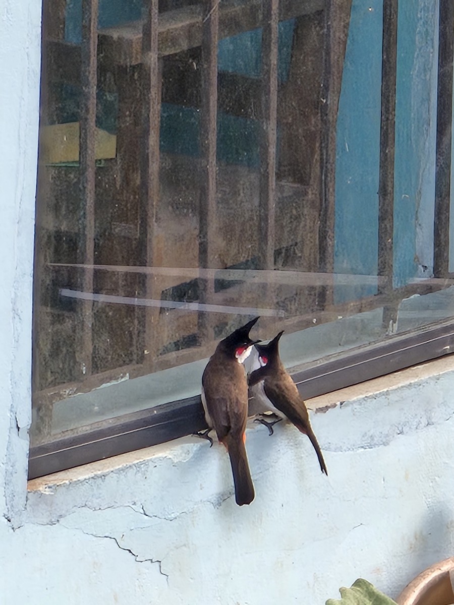 Red-whiskered Bulbul - ML643634305