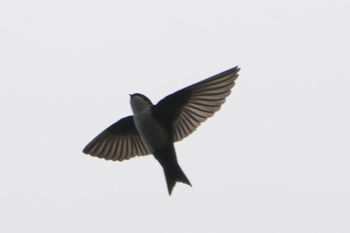 Blue-and-white Swallow - ML643634309