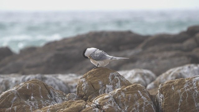 Great Crested Tern - ML643634311