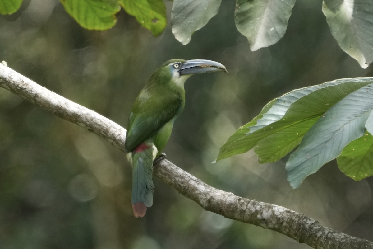 Blue-banded Toucanet - ML643634316