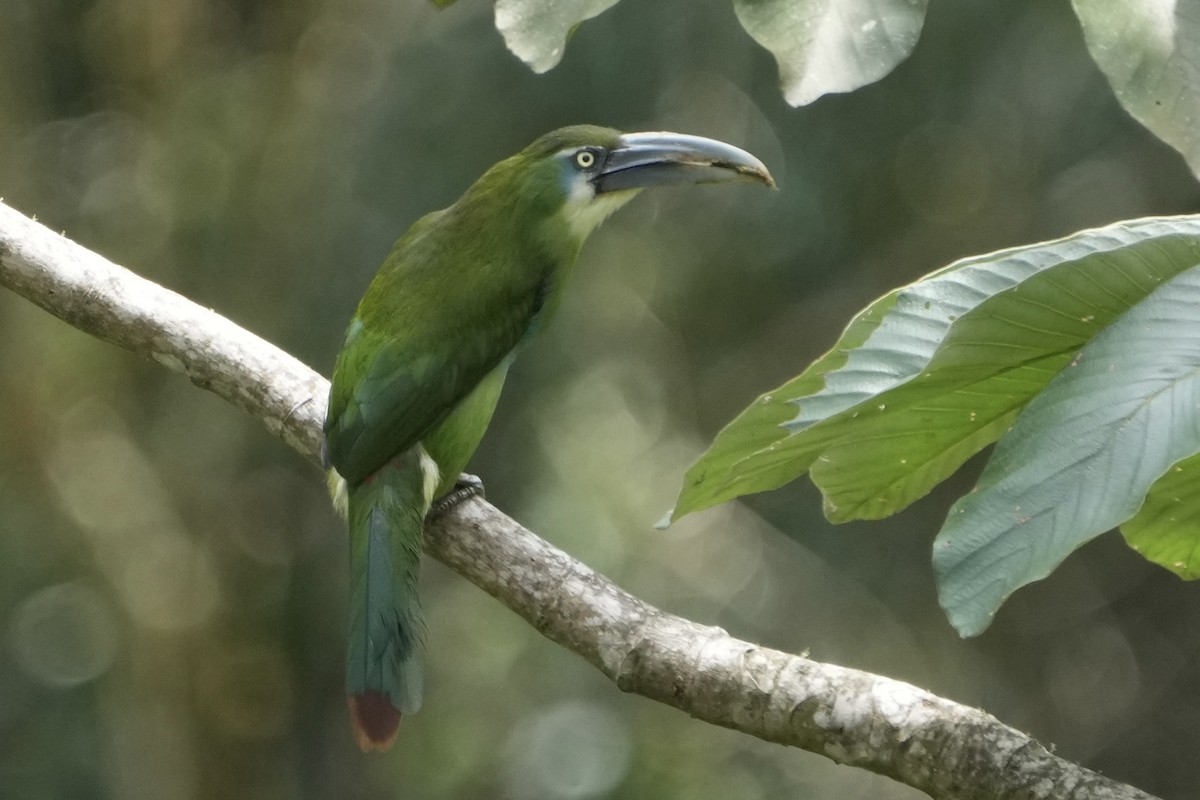 Blue-banded Toucanet - ML643634320