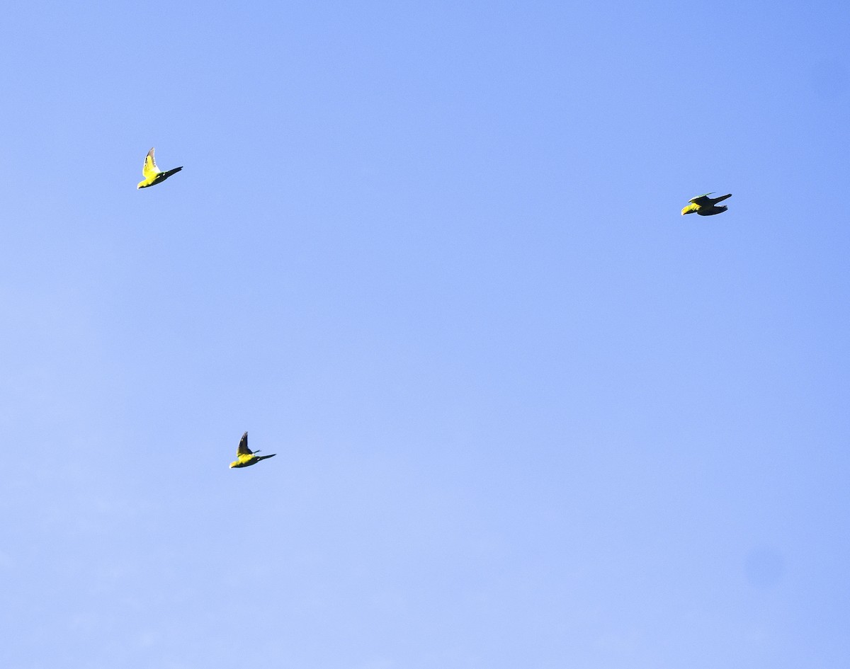 Olive-headed Lorikeet - ML643634335