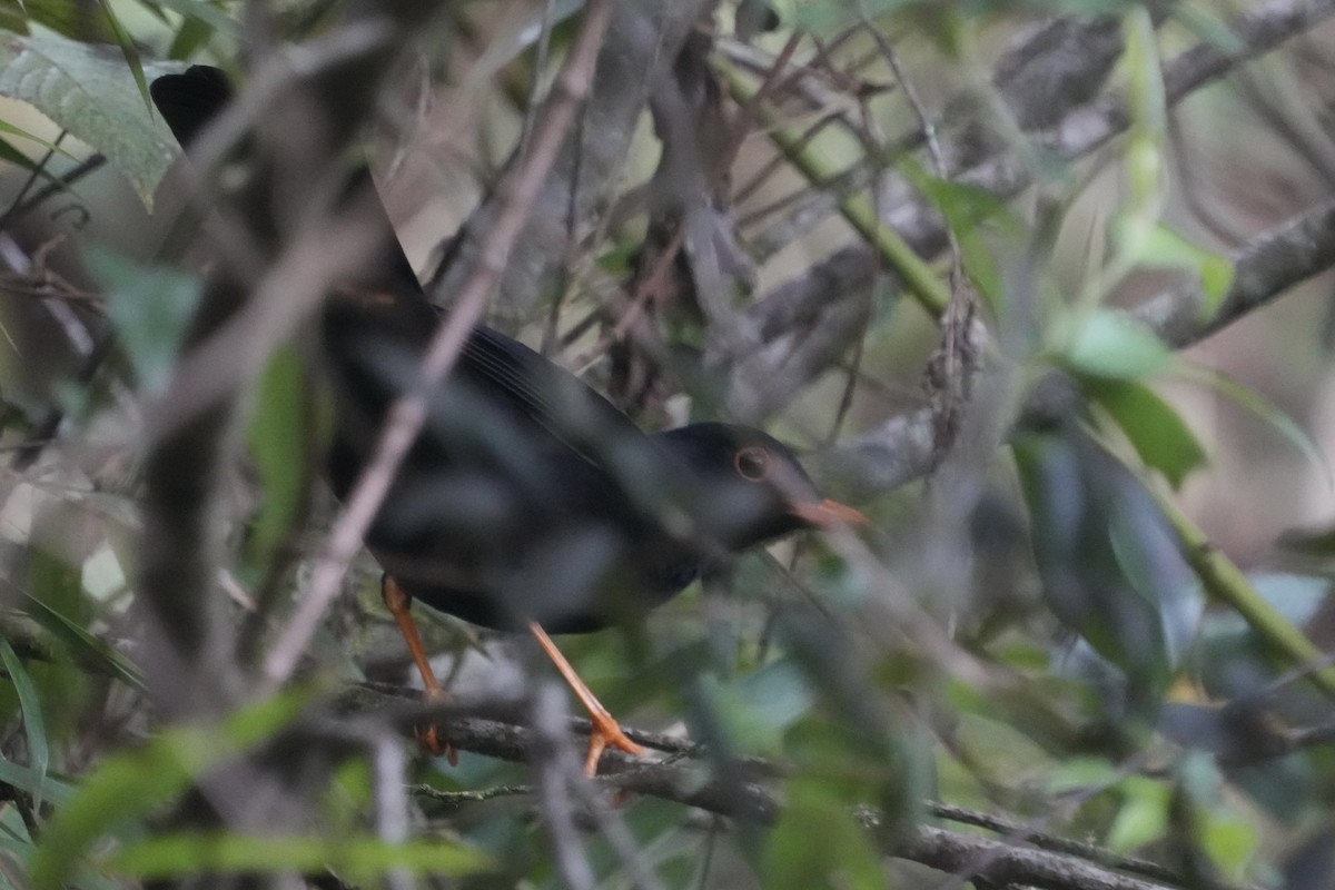 Glossy-black Thrush - ML643634344