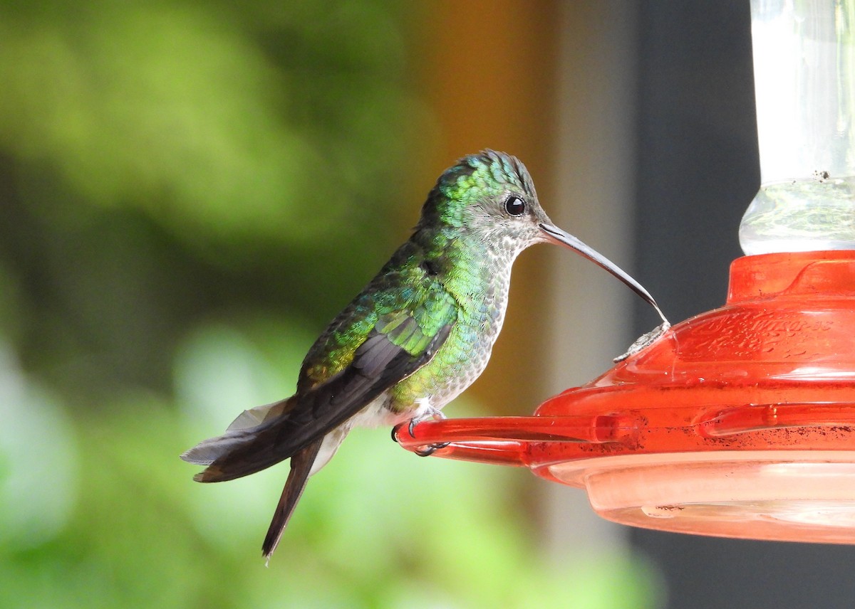 Golden-tailed Sapphire - ML643634350