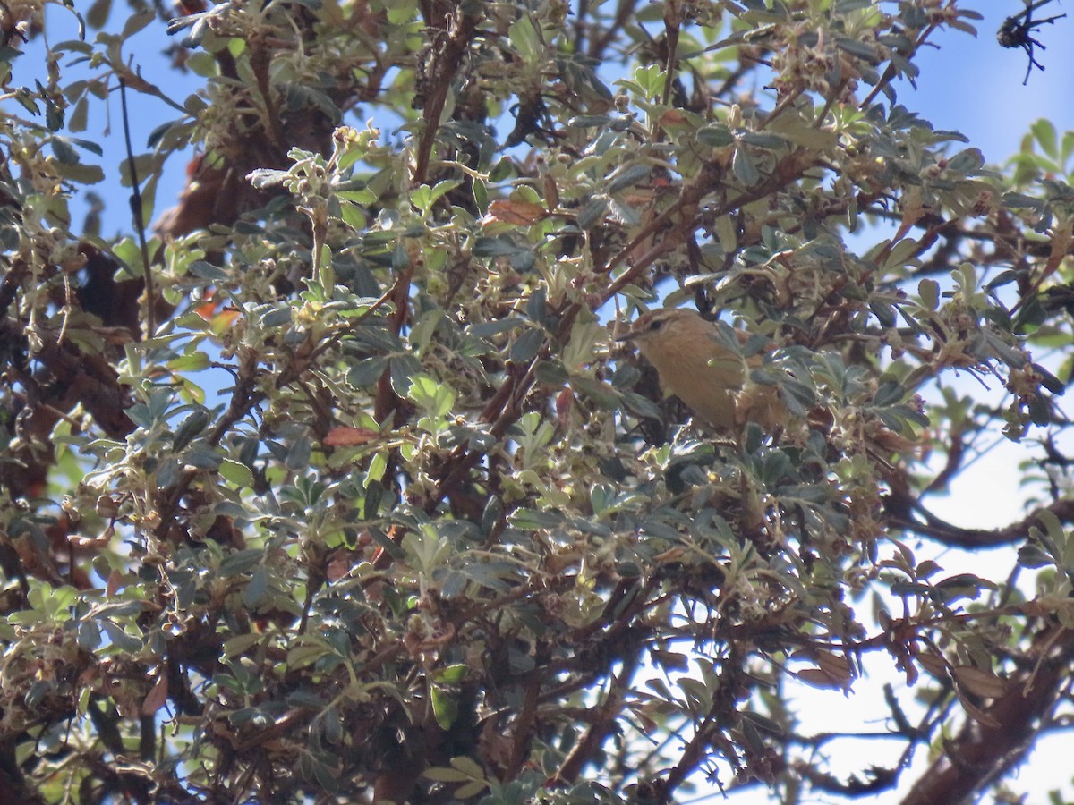 Tawny Tit-Spinetail - ML643634355