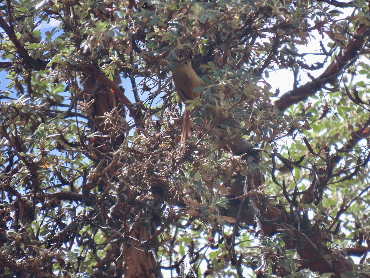 Tawny Tit-Spinetail - ML643634357