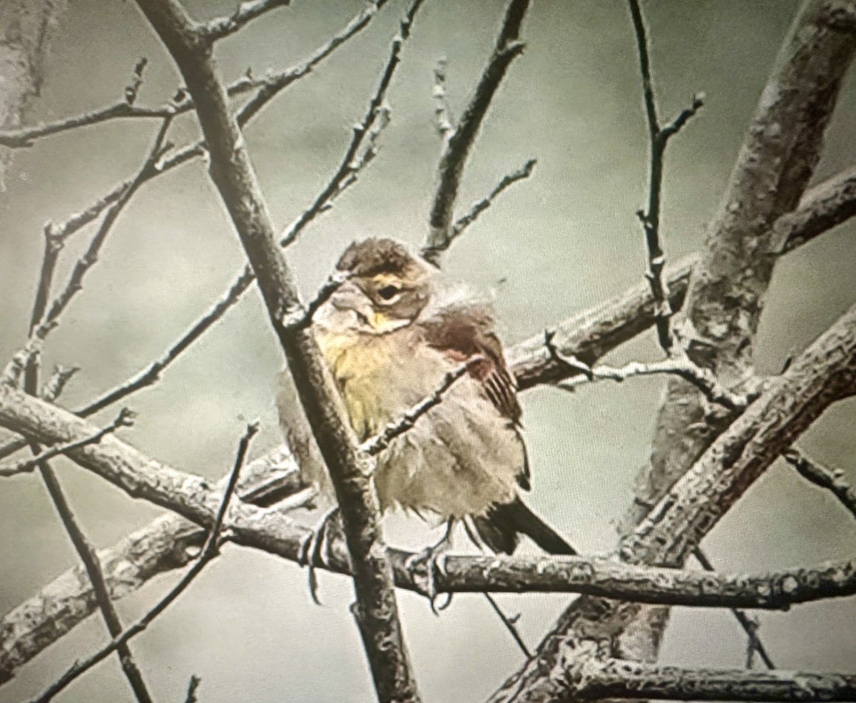 Dickcissel d'Amérique - ML643634358