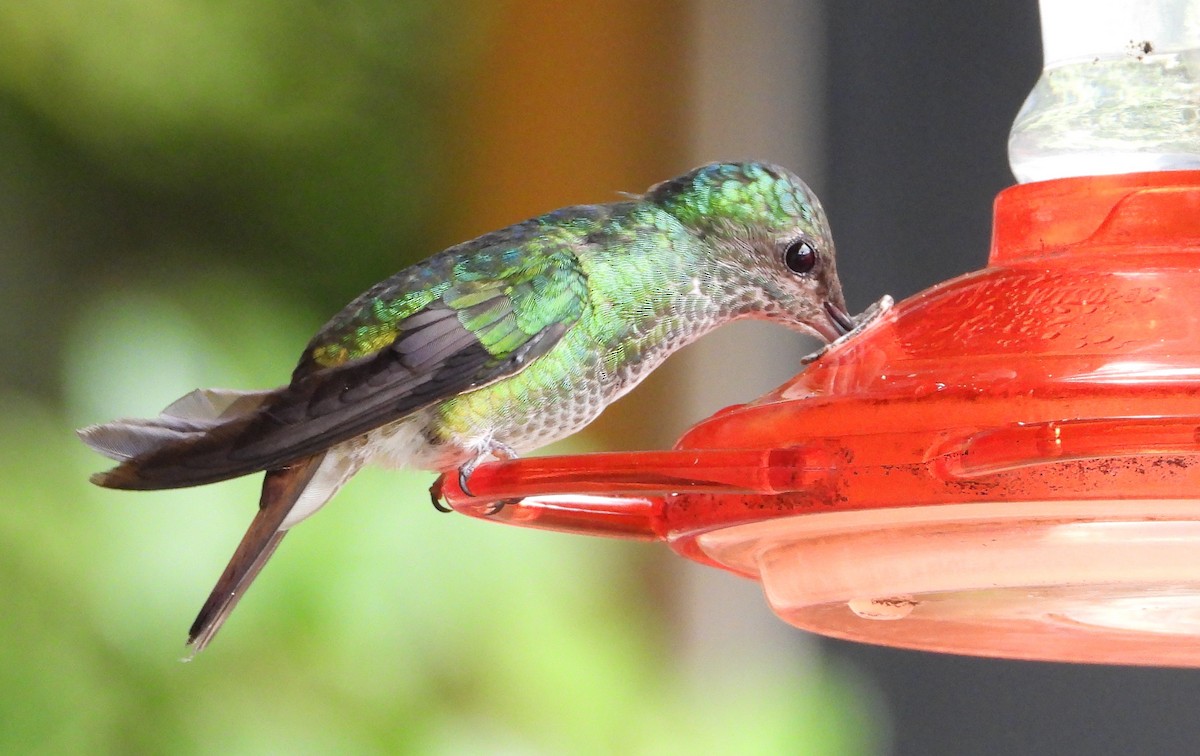 Golden-tailed Sapphire - ML643634359