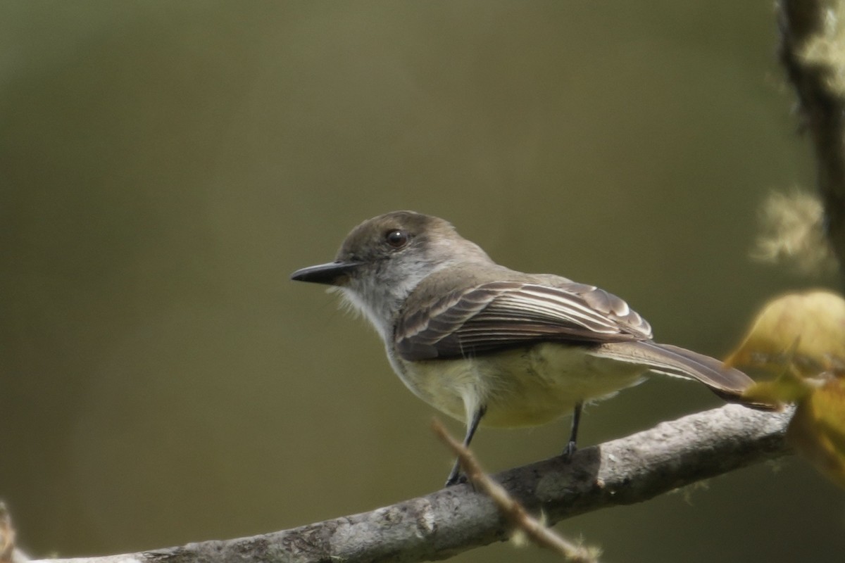 Pale-edged Flycatcher - ML643634363