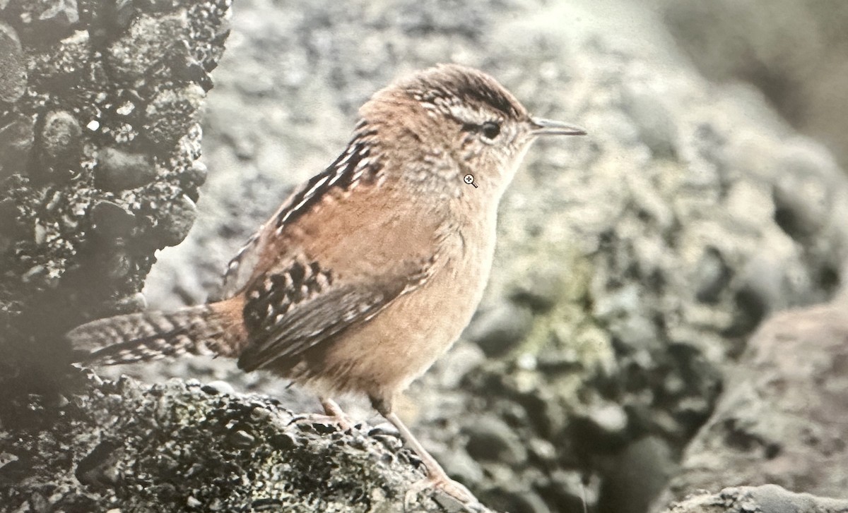 Marsh Wren - ML643634369
