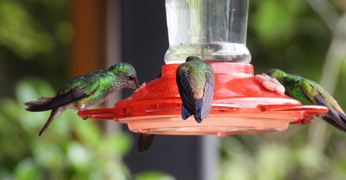Golden-tailed Sapphire - ML643634374
