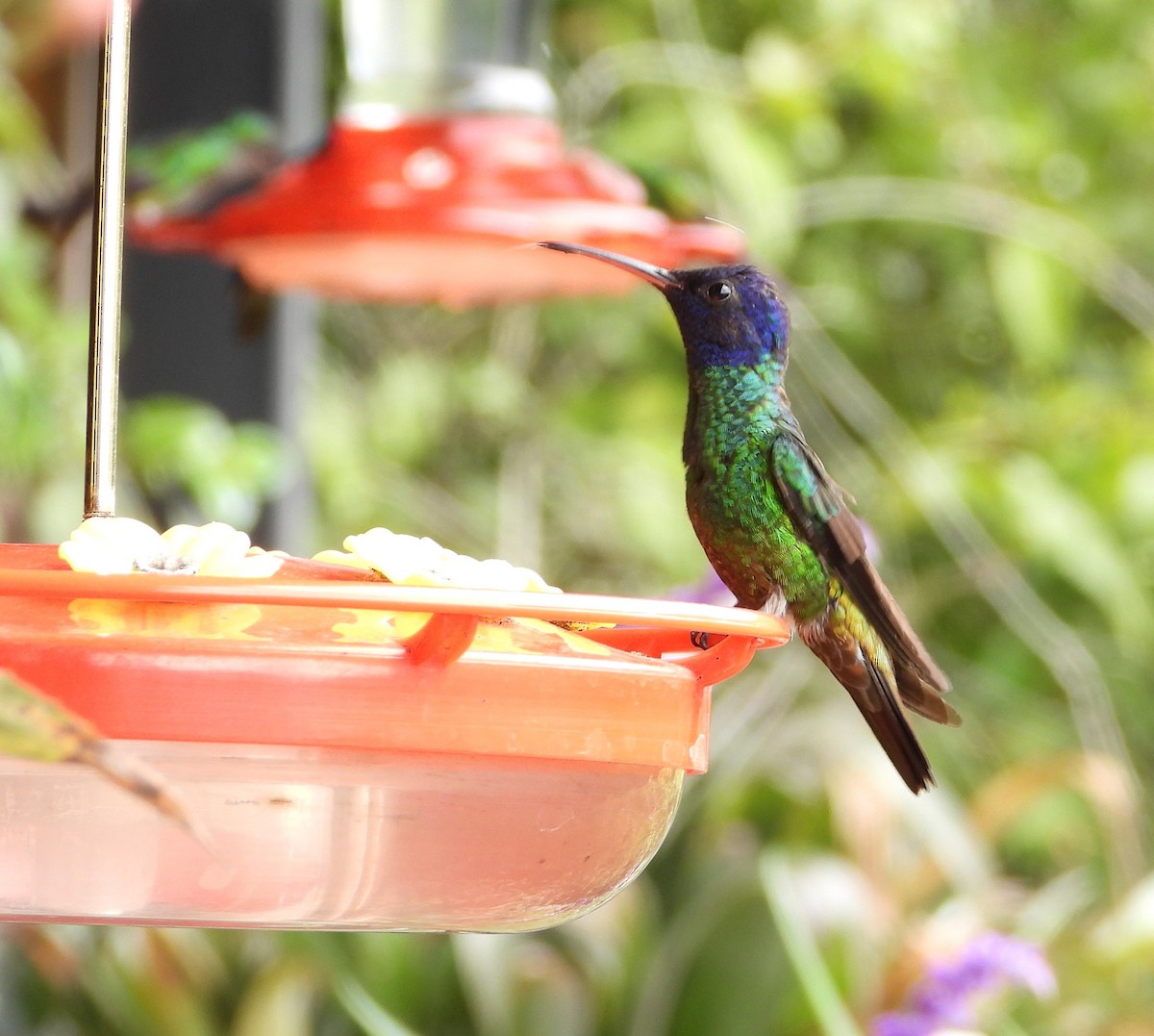 Golden-tailed Sapphire - ML643634383