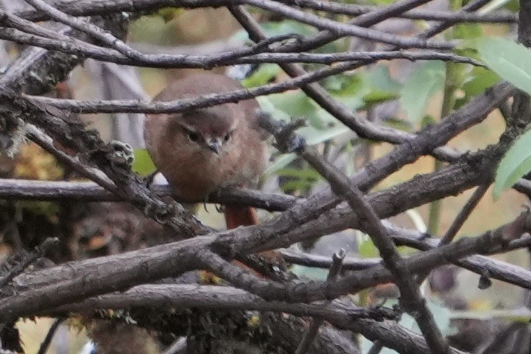 Tawny Tit-Spinetail - ML643634396