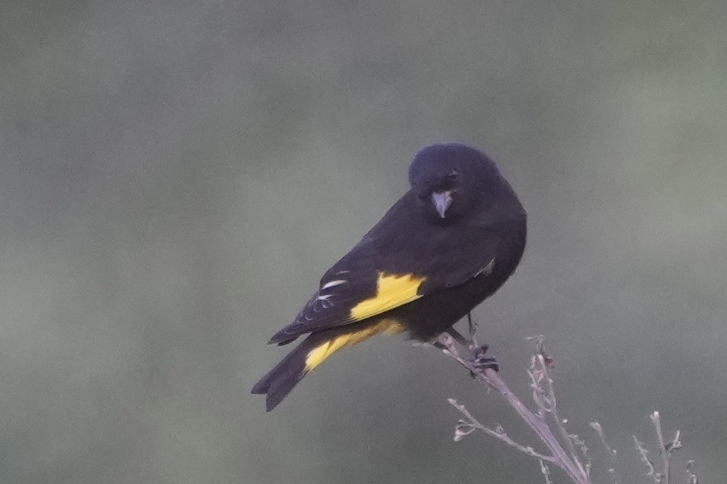 Black Siskin - ML643634414