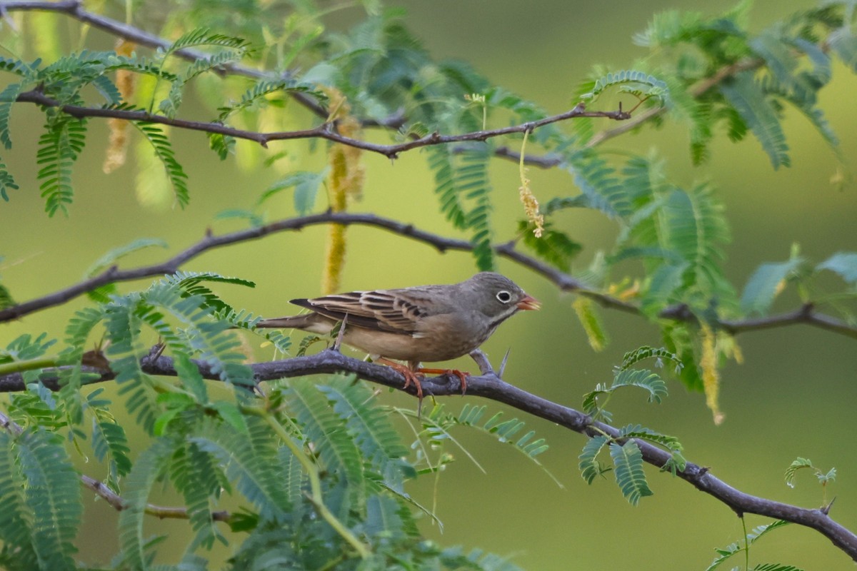 Gray-necked Bunting - ML643634428