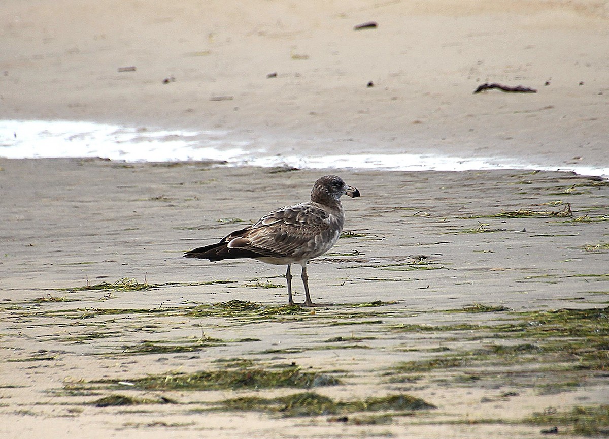 Pacific Gull - ML643634433