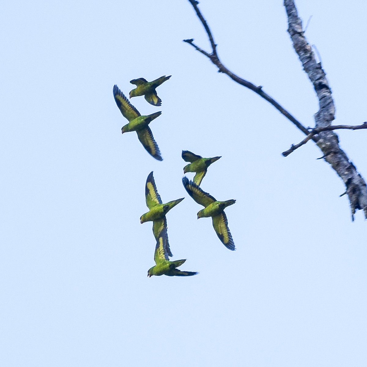 Olive-headed Lorikeet - ML643634436