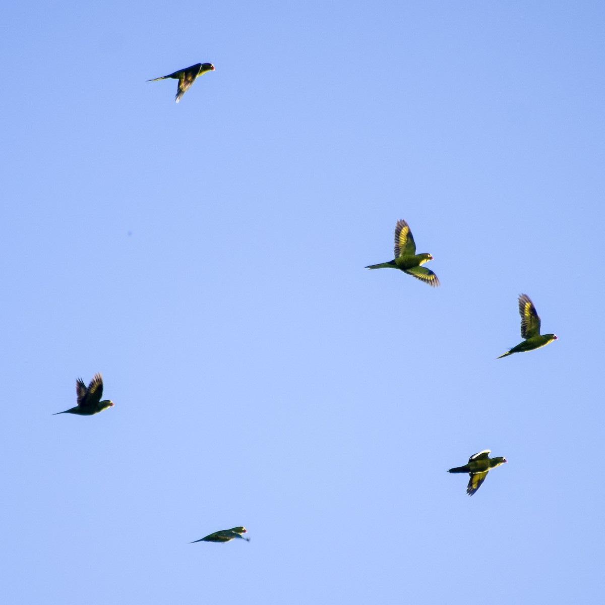 Olive-headed Lorikeet - ML643634439
