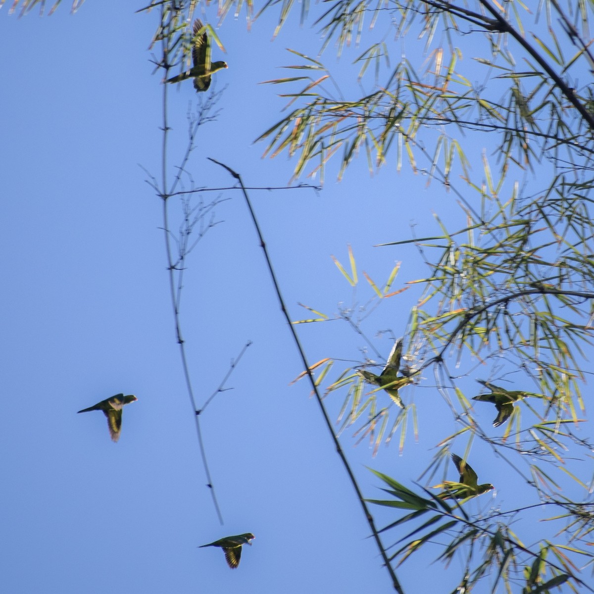 Olive-headed Lorikeet - ML643634440
