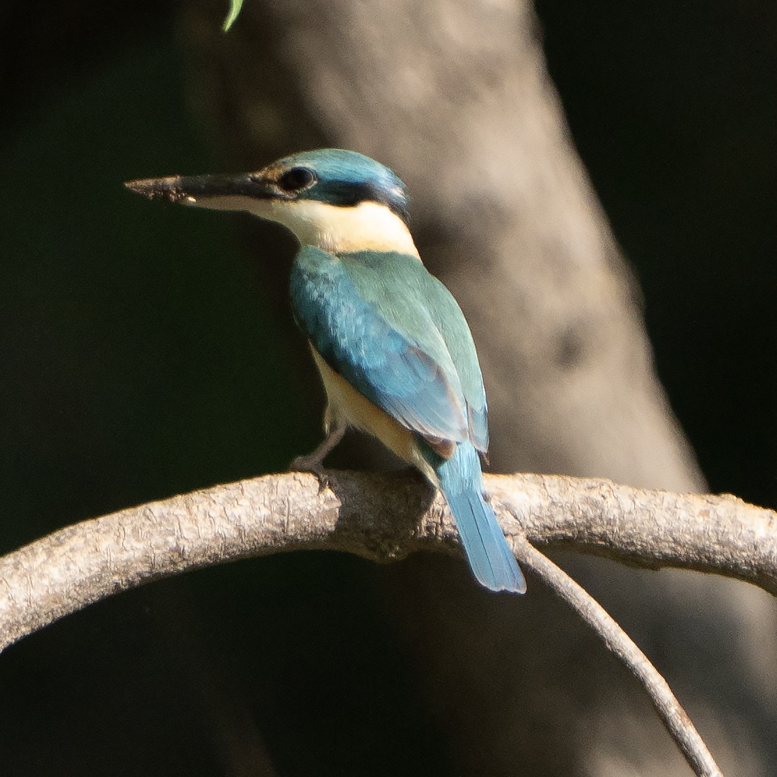 maskaraisfugl - ML643634460