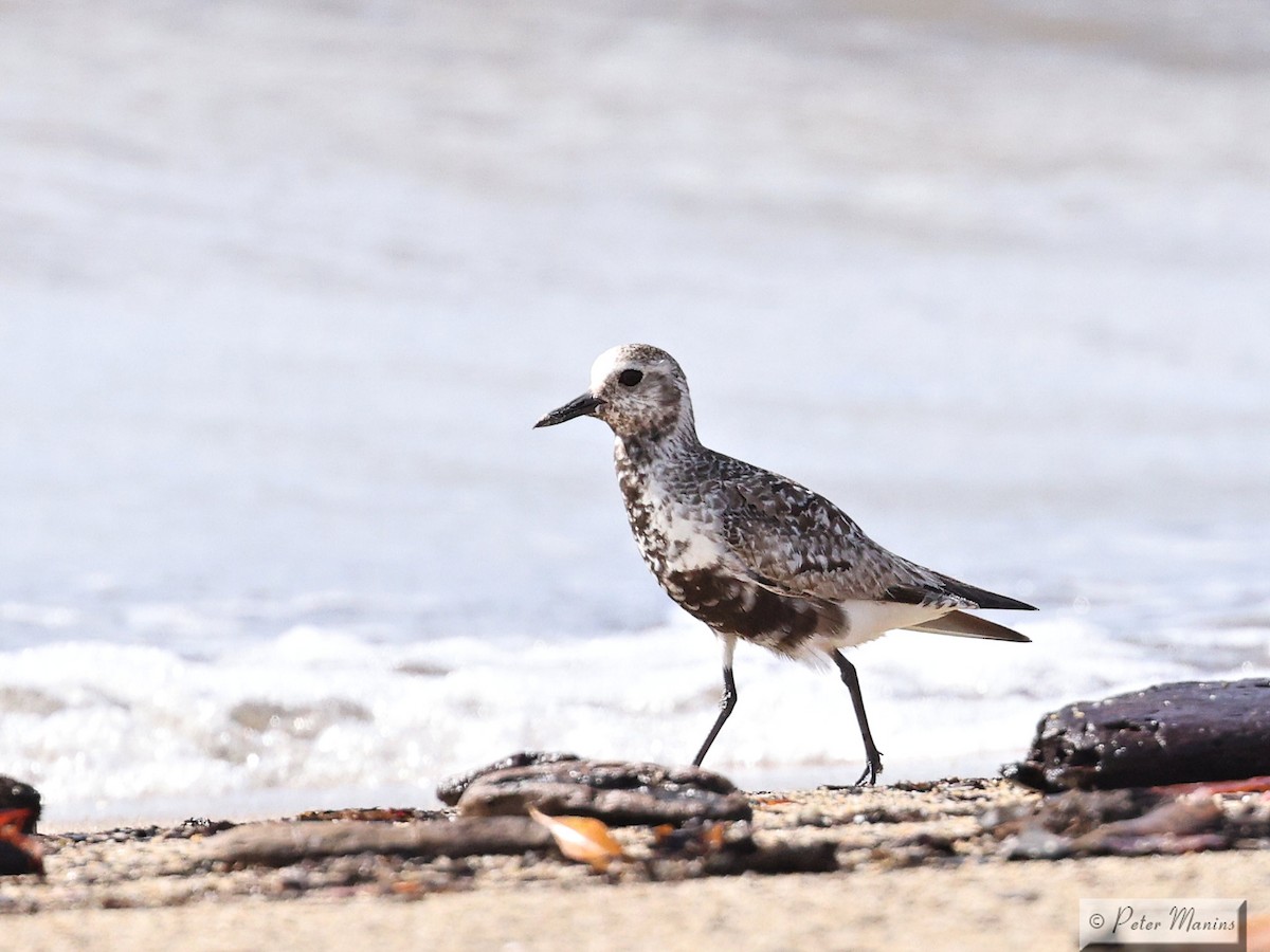 Black-bellied Plover - ML643634478