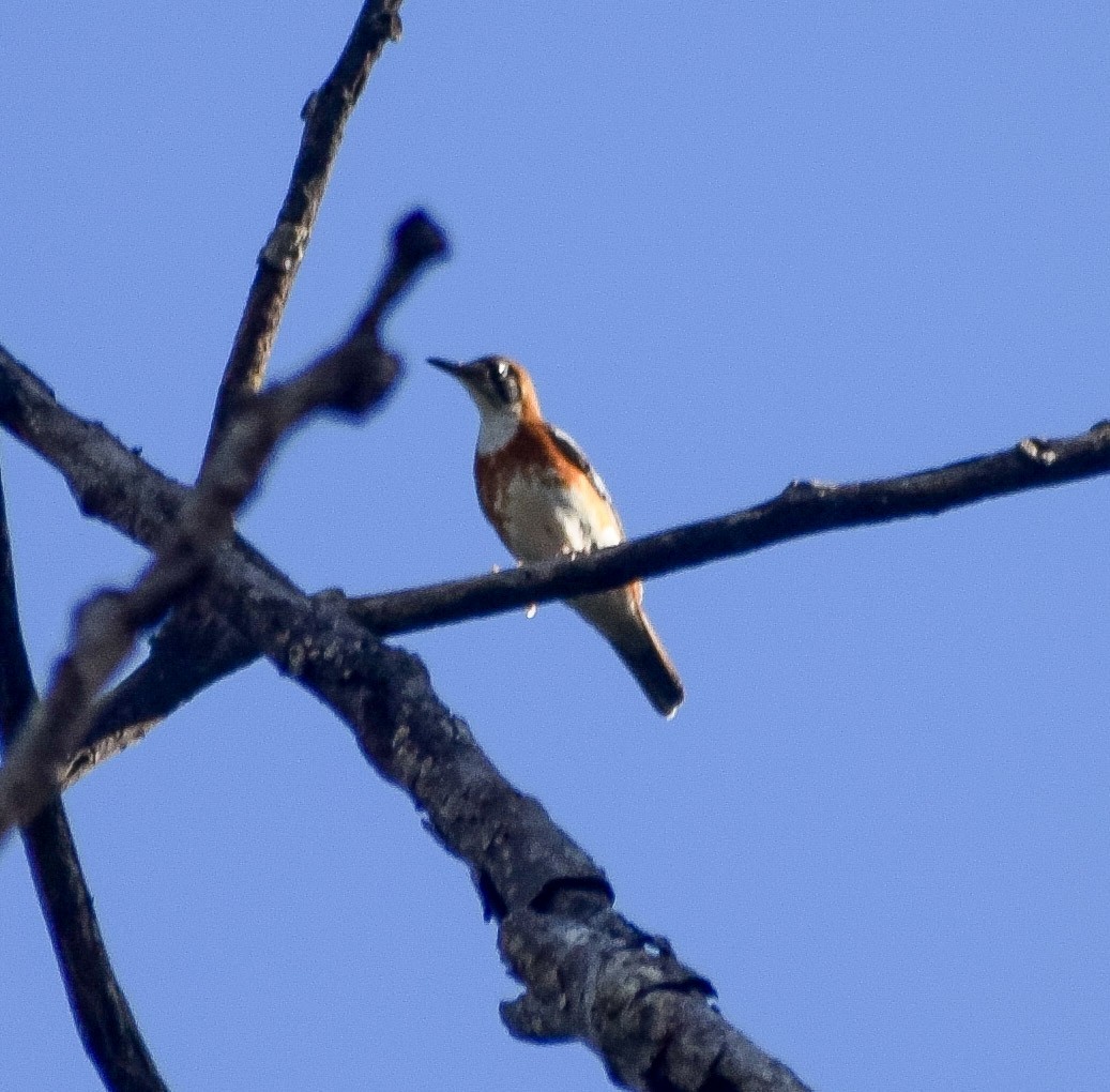 Orange-banded Thrush - ML643634482