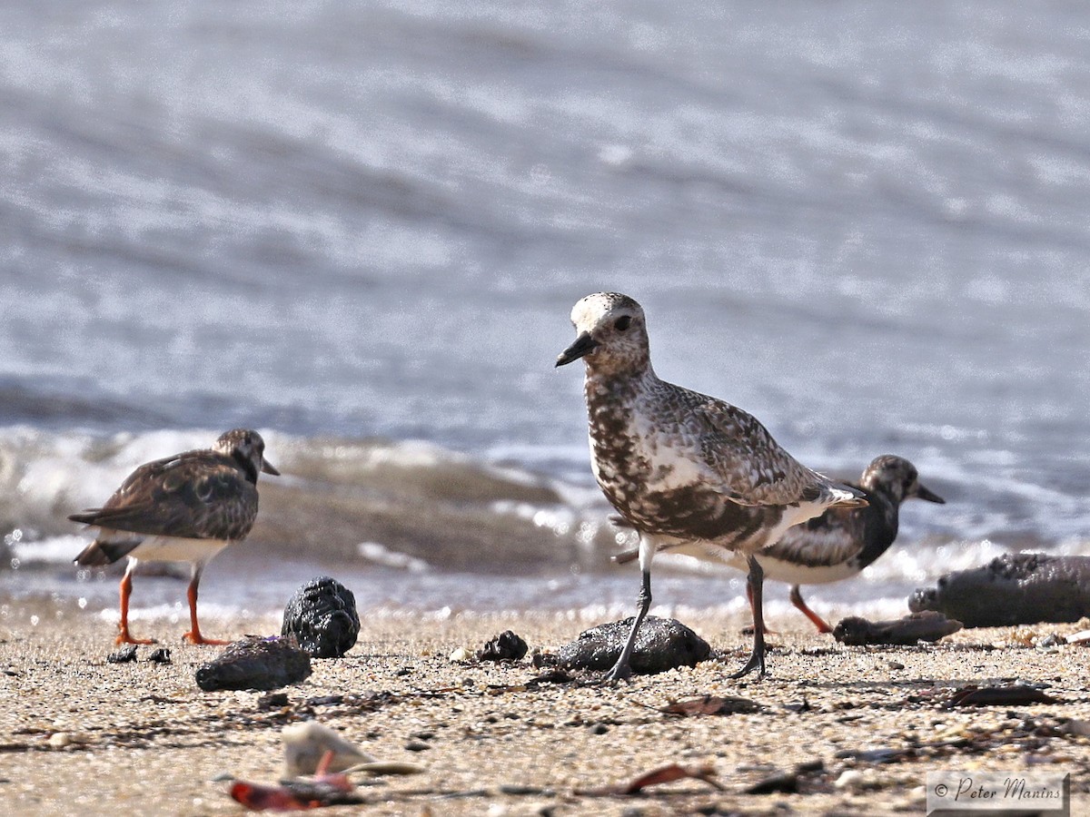 Black-bellied Plover - ML643634489