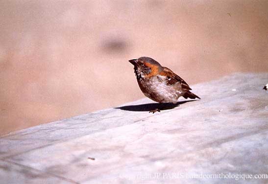 Kenya Rufous Sparrow - ML643634495