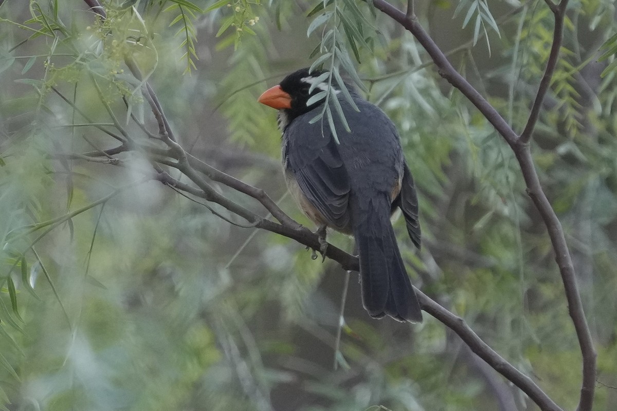 Golden-billed Saltator - ML643634516