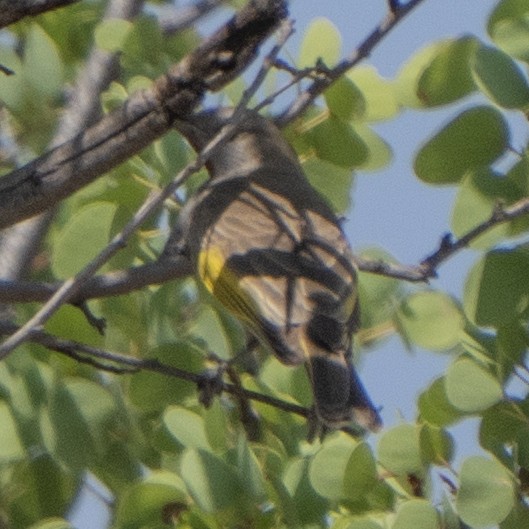 Rufous-throated Honeyeater - ML643634518