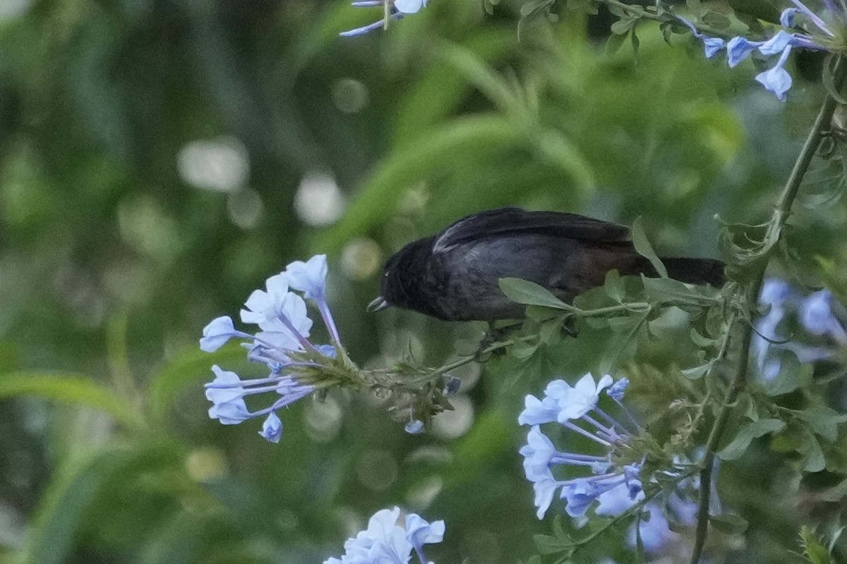 Gray-bellied Flowerpiercer - ML643634521