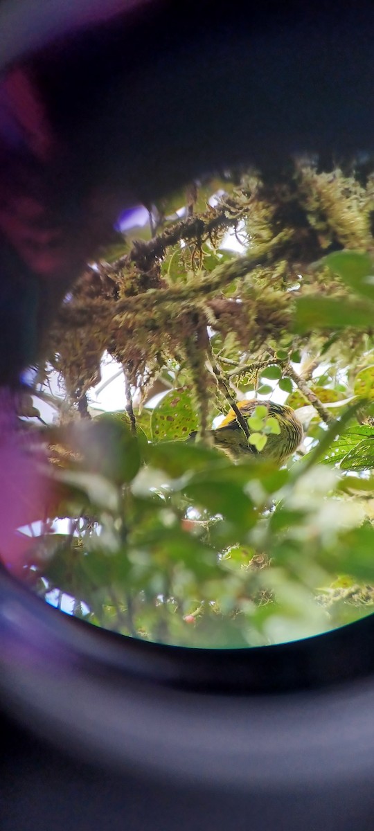 Emerald Tanager - ML643634533