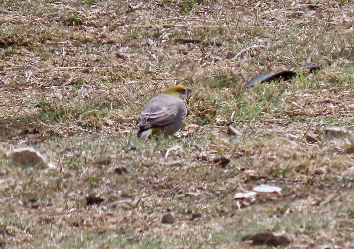 Bright-rumped Yellow-Finch - ML643634538