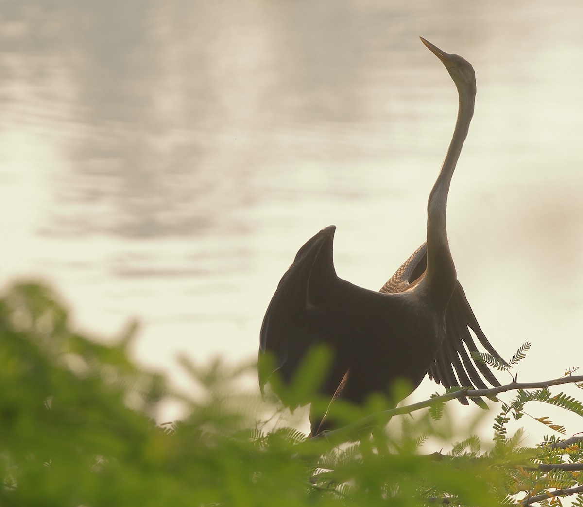 アジアヘビウ - ML643634565