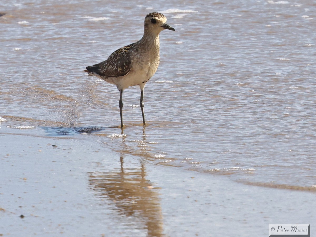 Pacific Golden-Plover - ML643634567