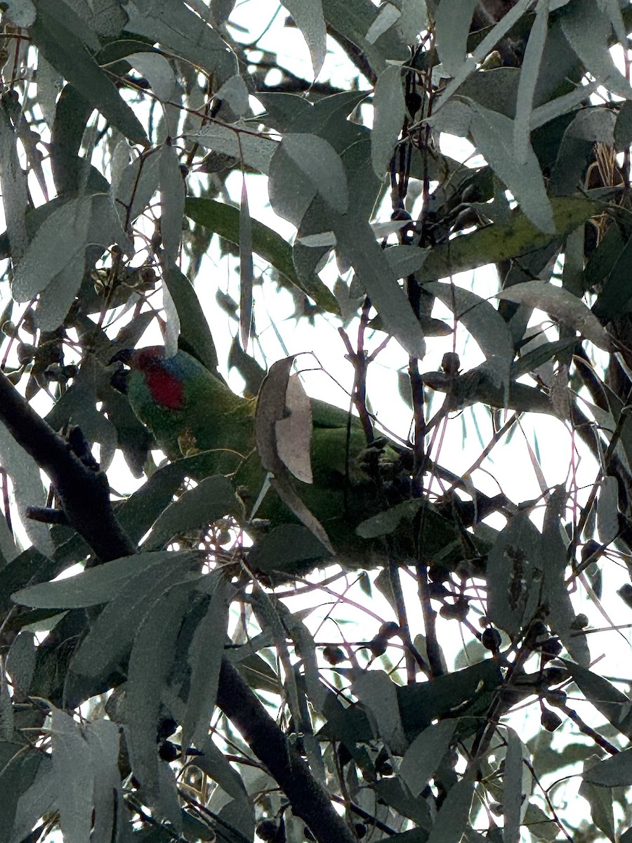 Musk Lorikeet - ML643634570