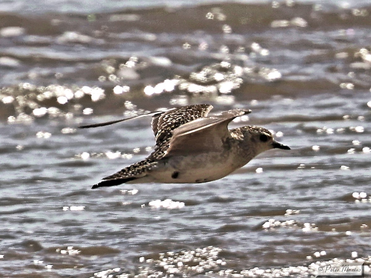 Pacific Golden-Plover - ML643634574